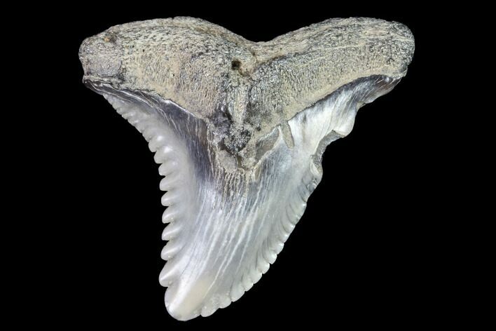 Hemipristis Shark Tooth Fossil - Virginia #91734